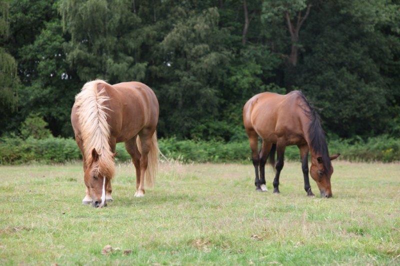 Farm Stay Luythoeve Meeuwen Exteriör bild